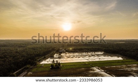 Aerial vie of Malaysia rice paddy field during sunset. 