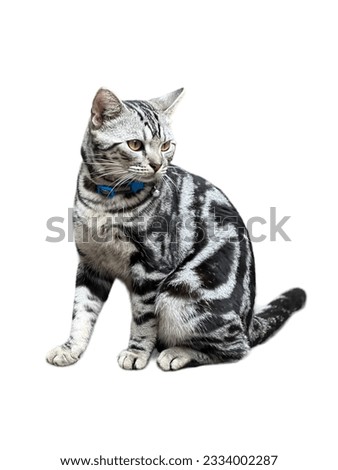 American shorthair tabby cat. isolated on white background. front view