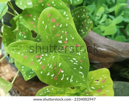 Caladium bicolor, pink and white spots scattered all over the leaves so cute