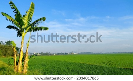 banana tree on the edge of rice field with sunny weather and blue sky