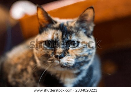 Rio Grande, Brazil, July 2023: A beautiful mixed breed tricolor cat sitting looking at the camera.