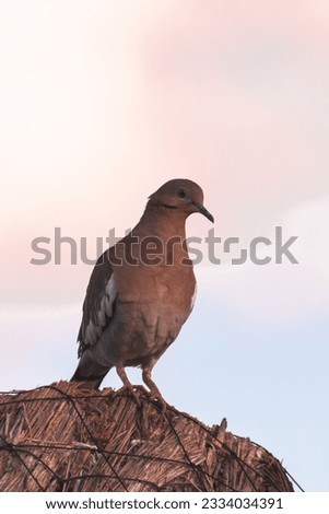 Colorfull pigeon standind in a palapa during sunset