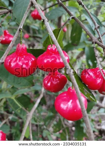 Syzygium jambos is a species of rose apple, bell apple, button, wax apple. Royalty-Free Stock Photo #2334035131