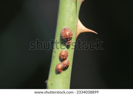 Brown scale insect, Parthenolecanium corni, on the stem of rose stem in the garden.