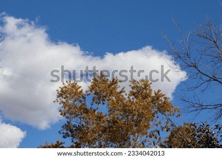 Blue skyline with white clouds and a tree with yellowed leaves for background use