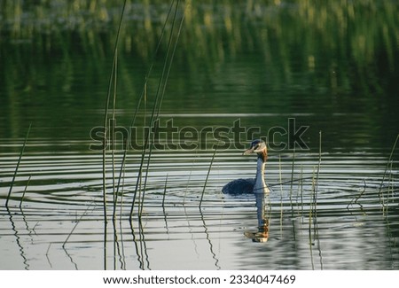great crested grebe swimming on the river 