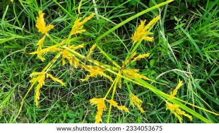 A picture of yellow flowering weed