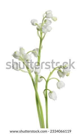 Beautiful lily of the valley flowers on white background Royalty-Free Stock Photo #2334066119