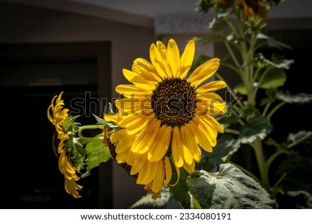 sunflower in the garden (Sardinia-Italy)