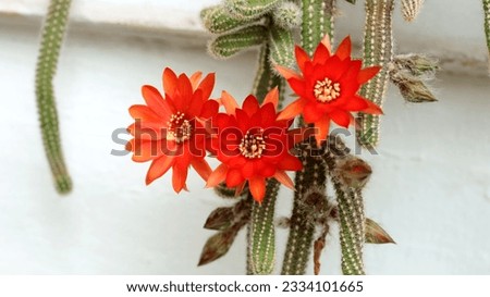 orange cactus flower planted in pot