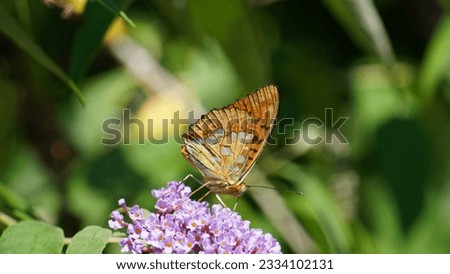 Silver Washed fritillary: Seeing the charming orange beauty of Argynnis paphia. Summer season photographs