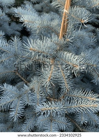 Blue spruce, twigs macro photography, summer outdoors.