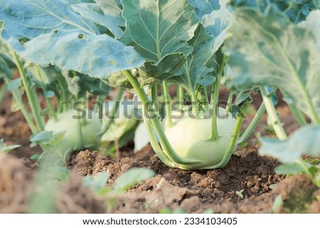ripening Kohlrabi planted in the ground close-up Royalty-Free Stock Photo #2334103405