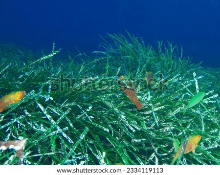 Mediterranean parrotfish hiding in seagrass
