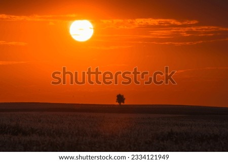 Dawn over farmland by a lonely tree. sunrise in the morning over the fields. lonely tree in the morning. sunny morning over farmland.