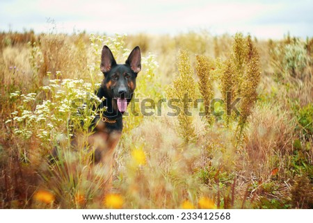 nice german shepherd dog puppy in autumn nature