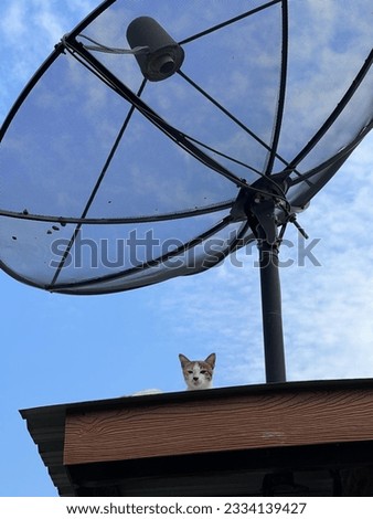 This image depicts a cute cat sitting on a rooftop, enjoying the view, with a satellite dish angled down, adding a touch of celestial charm to the picture.