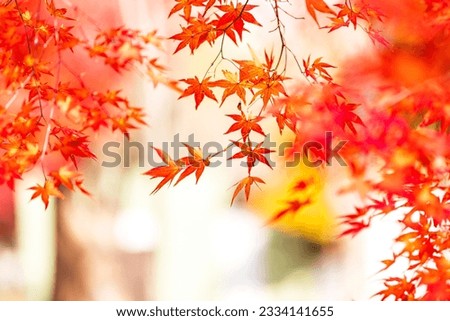 Beautiful and colorful autumn foliage image