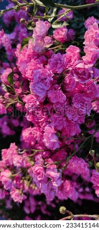 a pink rose bush, a rose blooms with a pink flower, many roses, a bush, the sun shines on roses  Royalty-Free Stock Photo #2334151449