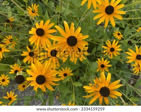 Rudbeckia fulgida, the orange coneflower or perennial coneflower is a species of flowering plant in the family Asteraceae, native to eastern North America.