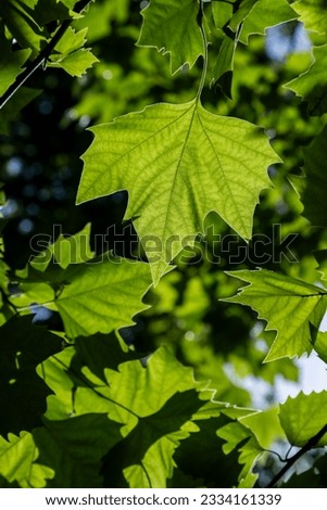 Green leaves of a tree against the sky. Sun soft light through the green foliage of the tree. Spring natural background. Fresh green leaves,