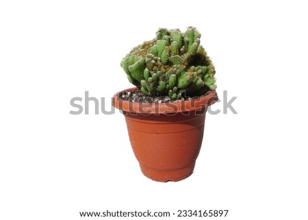 Mammilaria cactus in brown pot isolated on white background.