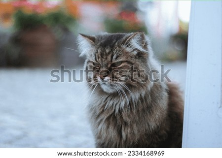 Portrait of a Siberian cat on the street. High quality photo
