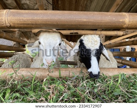Picture of goats eat the grass