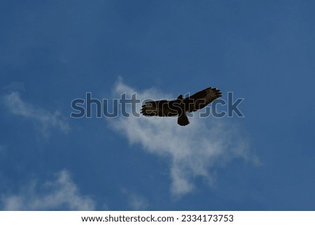 Buzzard Flying in summer sky Background Nature Bird. High quality photo