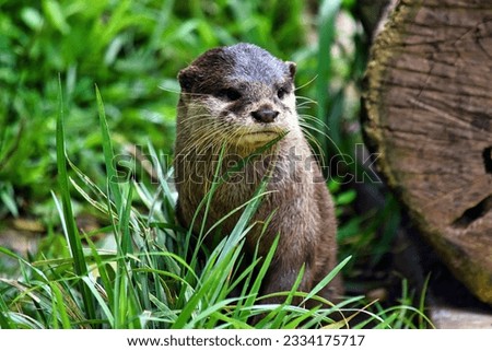 A close-up shot of a Eurasian otter sitting on the grass