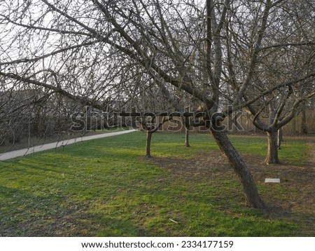 A cherry type tree but with white foliage, with broken or twisted branches, the foliage of which brushes the ground, on a wide plain of grass, the beginning of the autumn season, natural and magical 