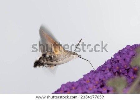 closeup of a hummingbird butterfly hanging in the air searching for nectar in a butterfly bush