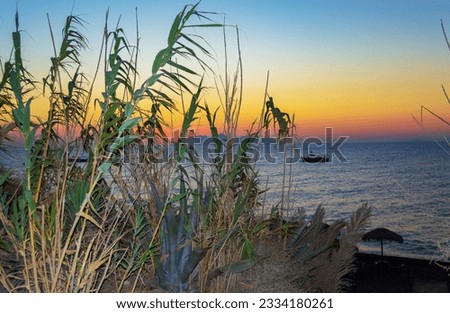 Reeds at sunrise over Anafi island in Aegean Sea.Picture taken at Kamari village beach,Santorini island -one heavenly place.September 8th 2013