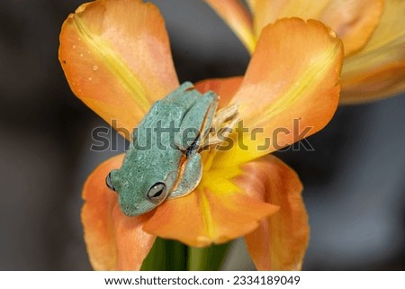 The green tree frog, Rhacophorus reinwardtii on a orange flower