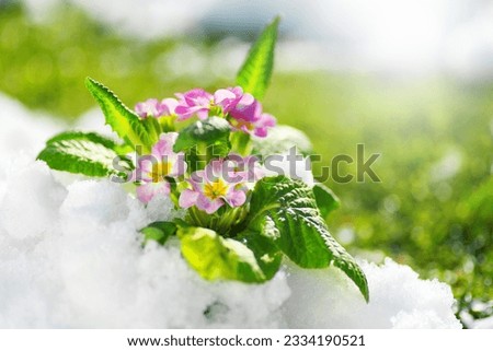 Primrose spring flower blooming on snow with green grass background, Easter spring concept. Beautiful pink flowers growing on fresh lawn with snow, garden, gardening. Winter and spring concept.   Royalty-Free Stock Photo #2334190521
