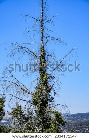 the top of a dry tree against the blue sky