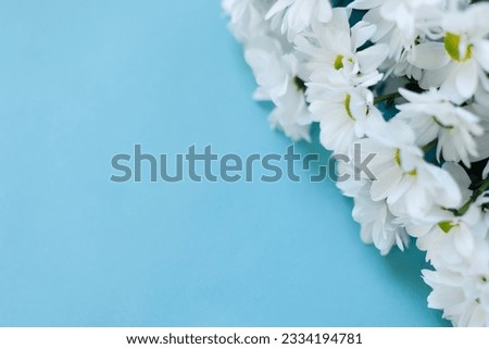 White beautiful chrysanthemums on a blue bright background with space for copying. Beautiful background for mother's day card, wedding, birthday, banner with space for text and advertising
