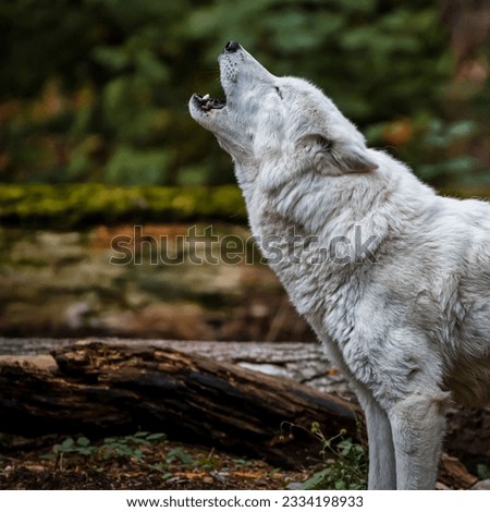A closeup shot of white wolf standing near tree trunk and roaring