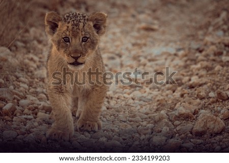 An adorable Asiatic lion cub walking in the safari Royalty-Free Stock Photo #2334199203