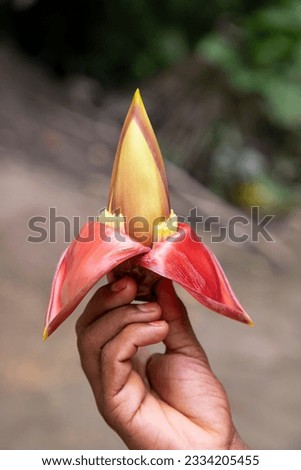 
Banana flower in hand, Bangladesh. (Scientific name Musa acuta)