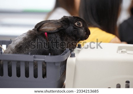 A black rabbit in a rabbit carrier