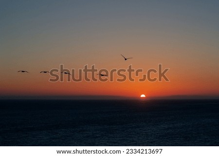 silhouette flock of birds flying above the bay at sunset Royalty-Free Stock Photo #2334213697