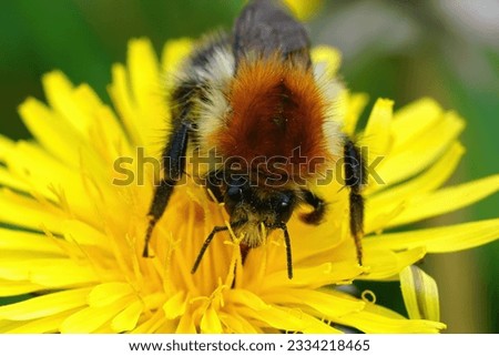 Detailed closeup on the European common brown striped carder bee, Bombus pascuorum