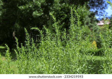 Fresh tarragon herb plant growing in the herbs organic garden, outdoor. Natural green colour. Close up image