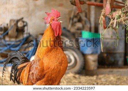 Free range rooster on a farm. Bas-Rhin, Collectivite europeenne d'Alsace,Grand Est, France, Europe. Royalty-Free Stock Photo #2334223597