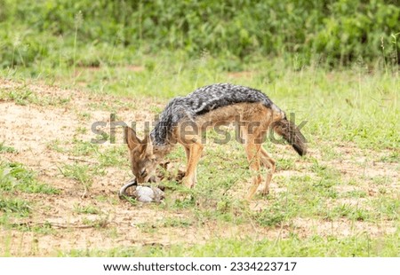 A Black Backed Jackal has managed to steal the muzzle from a Kudu killed by a pride of lion nearby. This was taken back to the den for the pups and mother to feed on and play with. Royalty-Free Stock Photo #2334223717