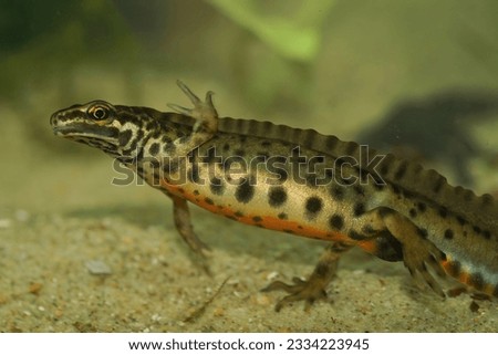Closeup on an aquatic male European Common smooth newt, Lissotriton vulgaris, in breeding period with it's crest
