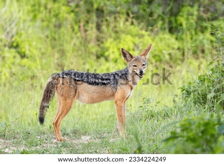 A pregnant Black Backed Jackal lives in a territory with a long-term partner. Young often stay with their parents to help raise the next litter of pups. Jackals will congregate at large carcases. Royalty-Free Stock Photo #2334224249