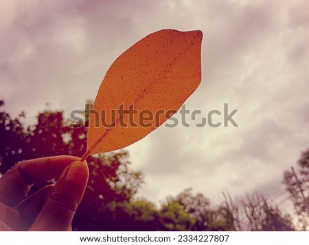 The picture of autumn leaves in the hands of a person who can't go back in time, time changes, everything is true.  and no one can stop.
