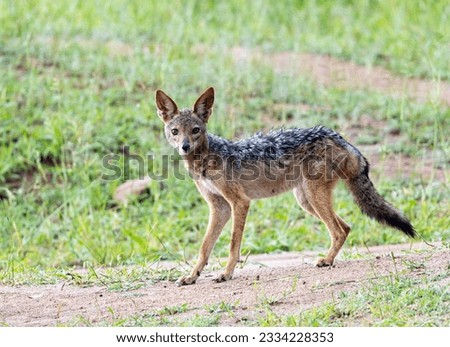An alert Black Backed Jackal stops in its tracks realising it is being watched. In areas where they are not persecuted, they are a lot more diurnal in their habits. Royalty-Free Stock Photo #2334228353